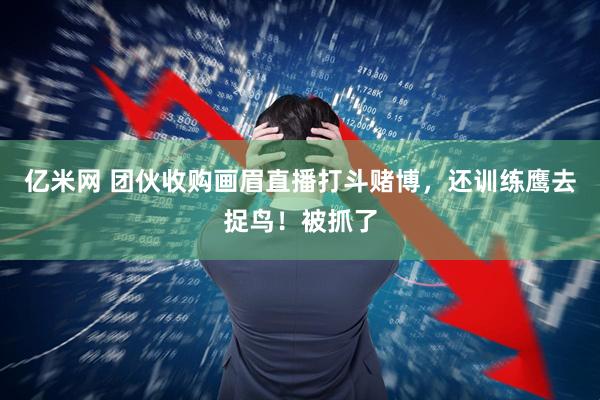 亿米网 团伙收购画眉直播打斗赌博，还训练鹰去捉鸟！被抓了