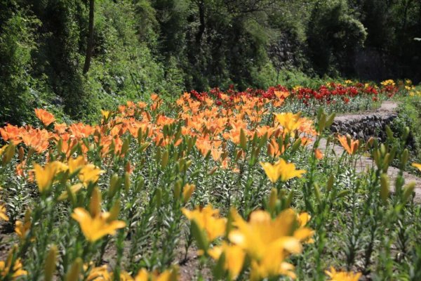 金股配资网 门头沟：“清水花谷”百合进入盛开期