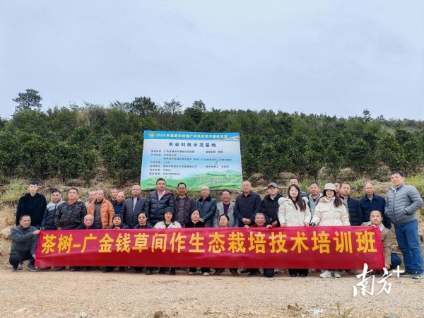 北京科汇配资 潮州茶园“生态加减法”：“茶草共生”模式激活茶产业绿色转型新路径